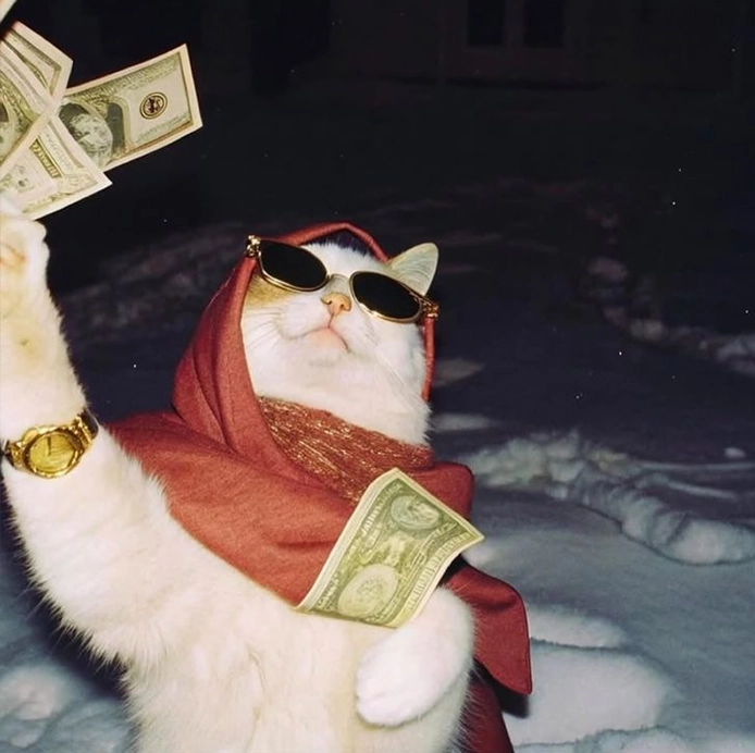 gatto