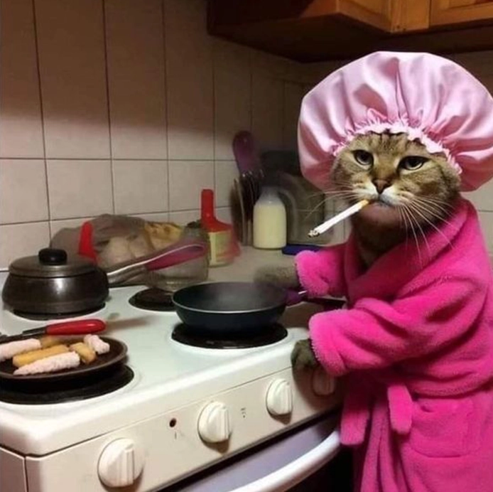 gatto