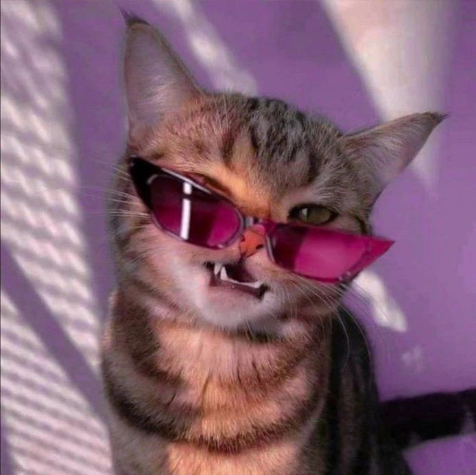 gatto