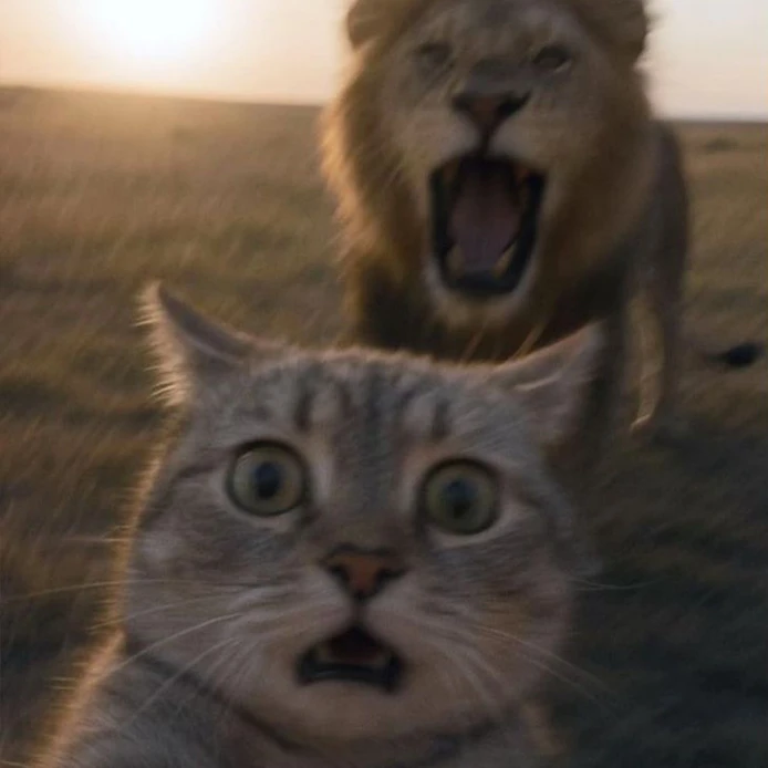 gatto