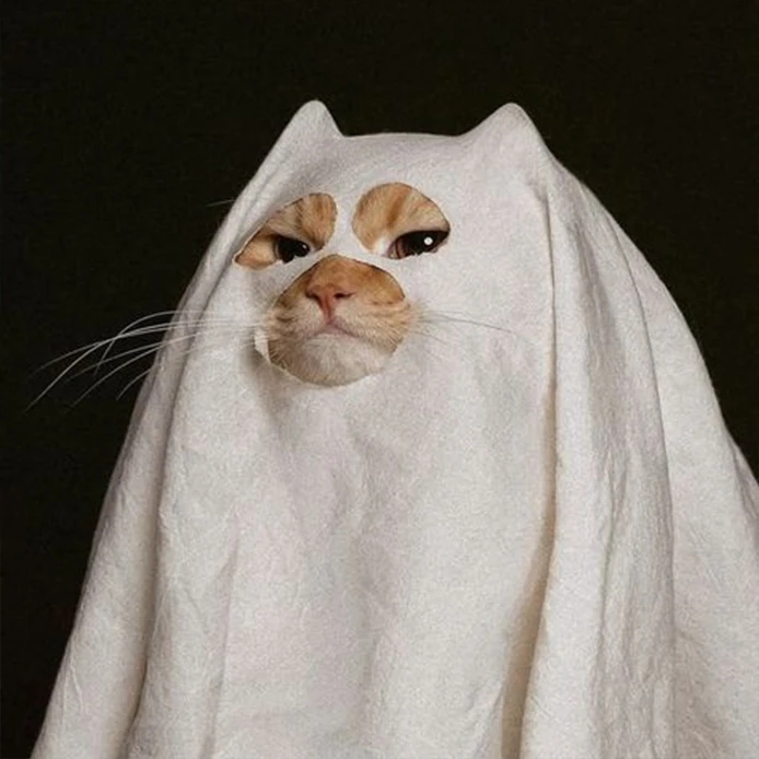 gatto