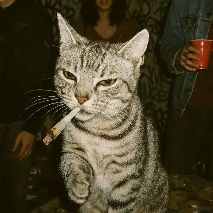 gatto