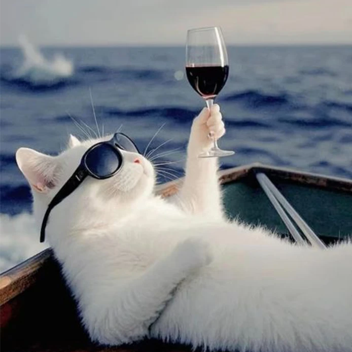 gatto