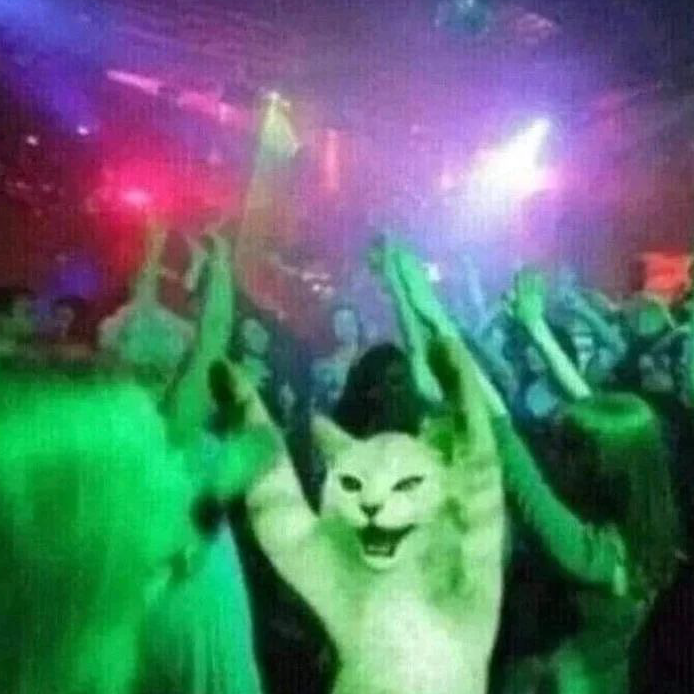 gatto