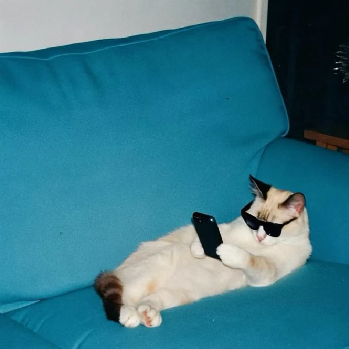 gatto