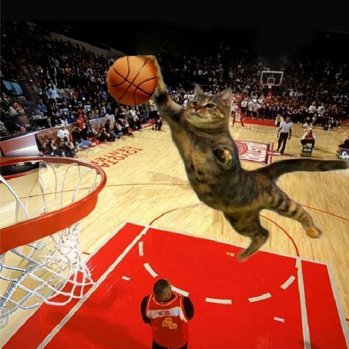 gatto