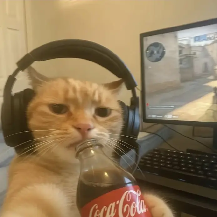 gatto