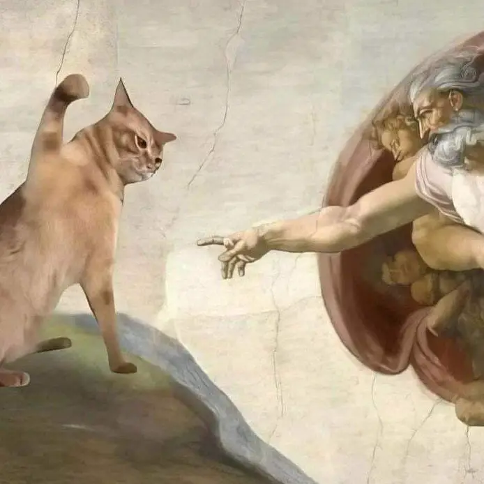 gatto