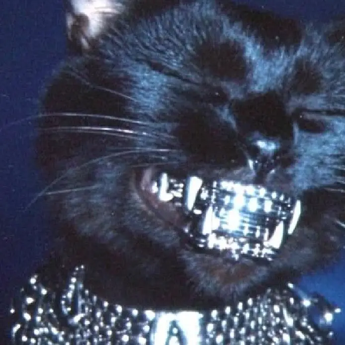 gatto